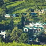 The Rich History and Unique Taste of the Ceylon Tea