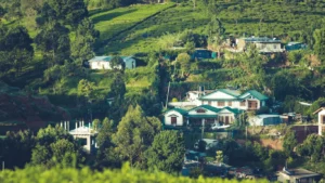 Ceylon Tea Industry