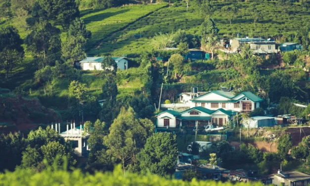 The Rich History and Unique Taste of the Ceylon Tea