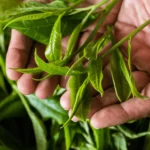 Ceylon Tea: Uda Pussellawa Tea Region