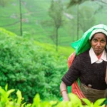 Ceylon Tea: Dimbula Tea Region