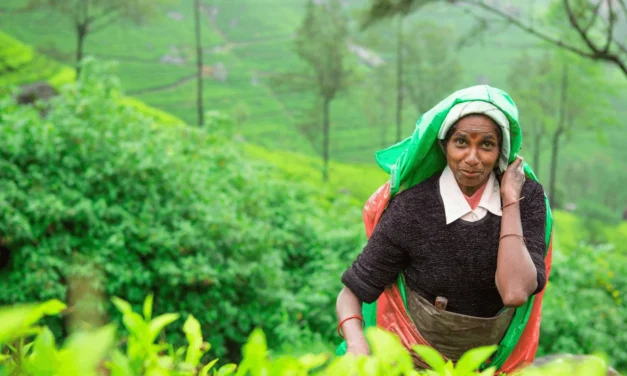 Ceylon Tea: Dimbula Tea Region