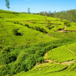 Ceylon Tea: Nuwara Eliya Tea Region