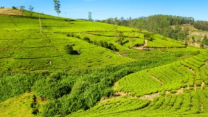 Nuwara Eliya Tea