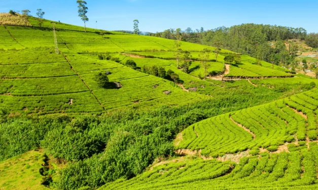 Ceylon Tea: Nuwara Eliya Tea Region