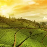 Ceylon Tea: Kandy Tea Region