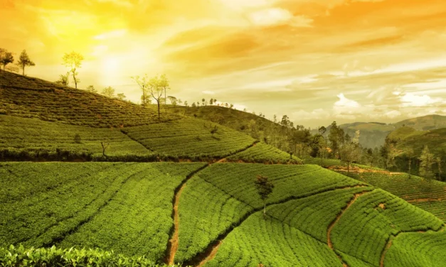 Ceylon Tea: Kandy Tea Region