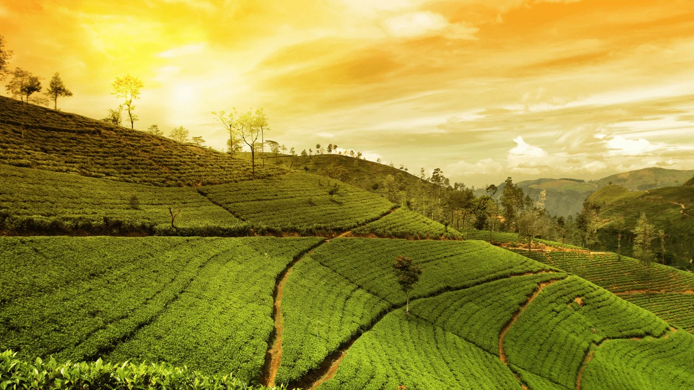 Kandy Tea