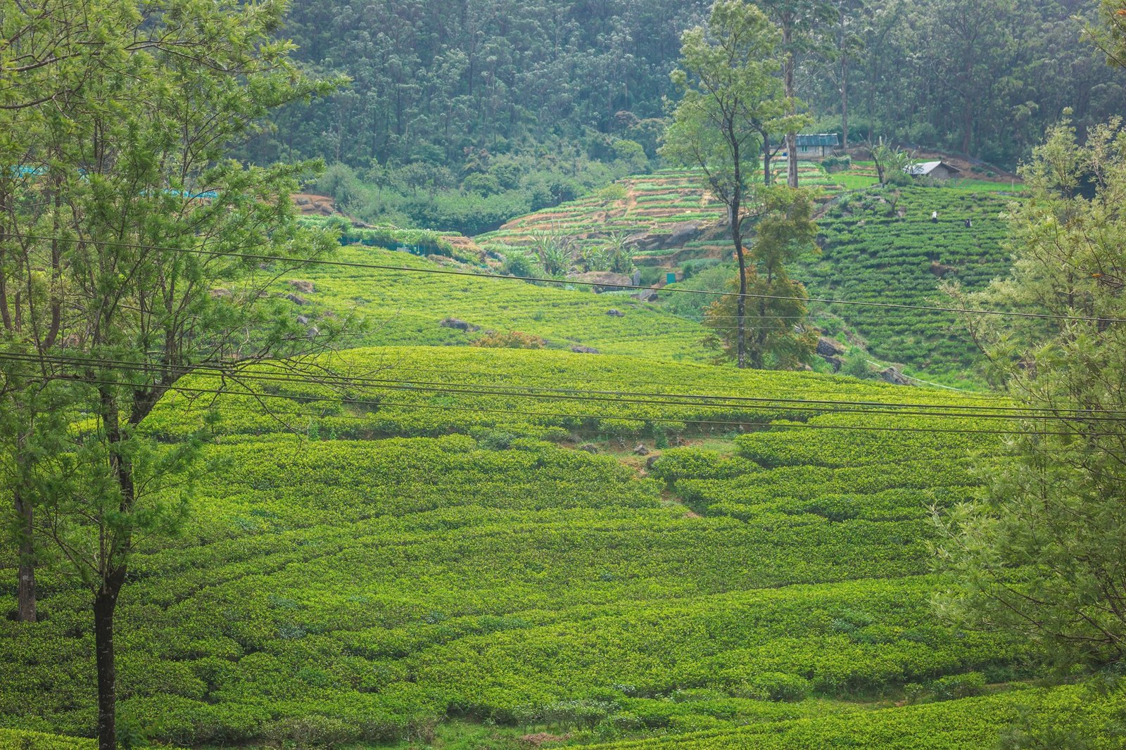 About Ceylon Tea