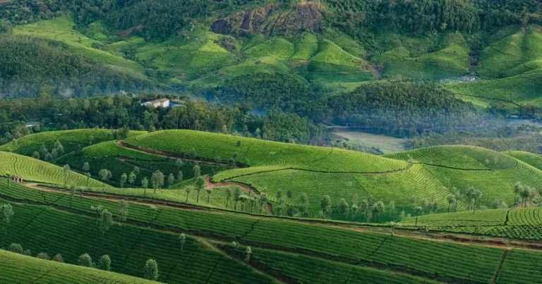 The Boom of the Tea Industry